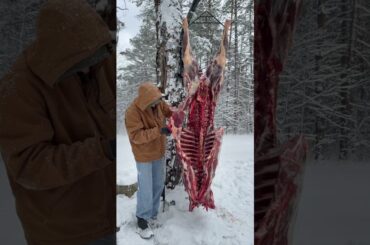 Butcher an elk with me #shorts
