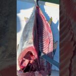 Stop WASTING Your Bluefin Tuna! #shorts #fishing