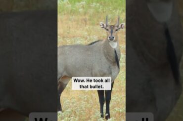 Nilgai DROPPED With a 50 BMG! @HighRoadHunting #shorts