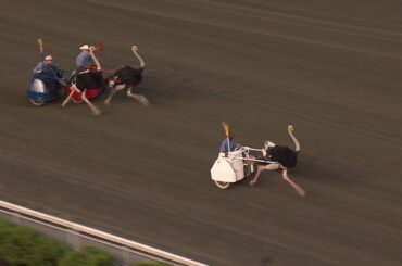 June 18, 2016 - Ostrich Derby