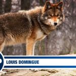 Louis Domingue | The Steve Dangle Podcast