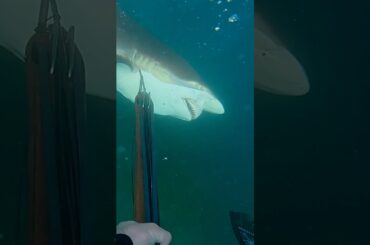 Shark charges me and dies #spearfishing #sharkattack