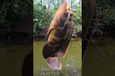 Best Way To Catch Oscar Cichlids In The Florida Everglades