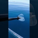 Bull Shark Stalked Me While On Transparent Kayak..