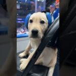 New York Islanders Puppy Marty’s First Game!