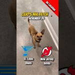 Cujo’s NHL Fetch | St. Louis Blues vs New Jersey Devils 🐕 11-26-2025 NHL Hockey