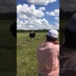 Chicken for Dinner #ostrichhunting #ostrich #headshot #headshotsdotcom #jagd #jakt #chickenrecipe