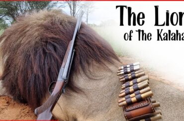 Hunting lions in the Kalahari 2022. That's Africa Safaris.