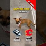 Cujo’s NHL Fetch | Utah Mammoth vs Calgary Flames 🐕 12-06-2025 NHL Hockey