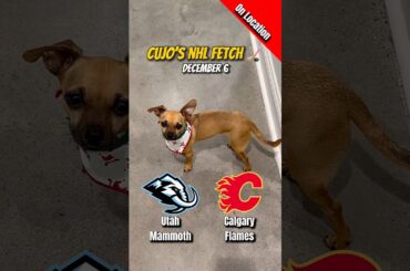 Cujo’s NHL Fetch | Utah Mammoth vs Calgary Flames 🐕 12-06-2025 NHL Hockey
