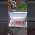 Cooler Aging Venison (Deer Meat) Perfectly Aged Venison Cooler Method #shorts #short #shortvideo