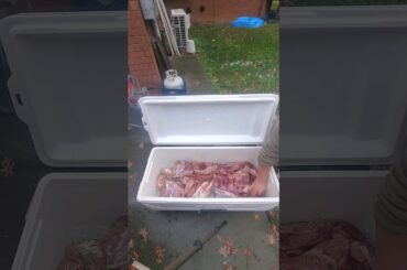 Cooler Aging Venison (Deer Meat) Perfectly Aged Venison Cooler Method #shorts #short #shortvideo