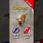 Cujo’s NHL Fetch | New Jersey Devils vs Tampa Bay Lightning 🐕 12-11-2025 NHL Hockey