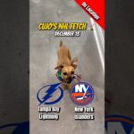 Cujo’s NHL Fetch | Lightning vs Islanders 🐕 12-13-2025 NHL Hockey