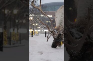 HOCKEY WEATHER IN COLUMBUS ☃️ Blue Jackets vs. Golden Knights