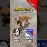 Cujo’s NHL Fetch | Anaheim Ducks vs New York Rangers 🐕 12-15-2025 NHL Hockey