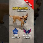 Cujo’s NHL Fetch | Toronto Maple Leafs vs Washington Capitals 🐕 12-18-2025 NHL Hockey