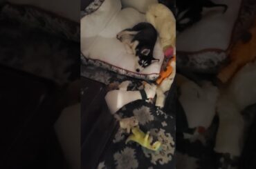 Welcoming Colton-White-1911-Reptar-King-Of-The-Ozone-Menzie to the family