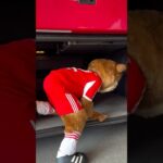 Berni is going to Zurich hidden in the trunk of the bus to watch Grasshopper vs Bayern
