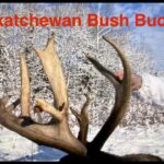 Whitetail Deer Hunting Saskatchewan