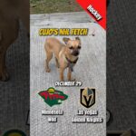 Cujo’s NHL Fetch | Minnesota Wild vs Vegas Golden Knights 🐕 12-29-2025 NHL Hockey