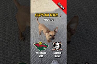 Cujo’s NHL Fetch | Minnesota Wild vs Anaheim Ducks 🐕 01-02-2026 NHL Hockey