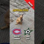Cujo’s NHL Fetch | Canadiens @ Stars 🐕 01-04-2026 NHL Hockey
