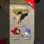 Cujo’s NHL Fetch | Ottawa Senators vs New York Rangers 🐕 01-14-2026 NHL Hockey #CujoCatches