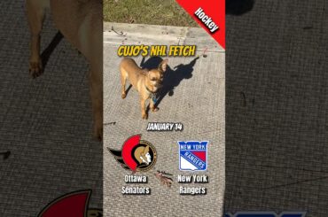 Cujo’s NHL Fetch | Ottawa Senators vs New York Rangers 🐕 01-14-2026 NHL Hockey #CujoCatches