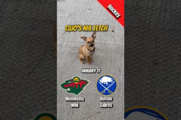 Cujo’s NHL Fetch | Wild vs Sabres 🐕 01-17-2026 NHL Hockey #cujocatches