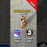 Cujo’s NHL Fetch | New York Rangers vs Anaheim Ducks 🏒 01-19-2026 #CujoCatches
