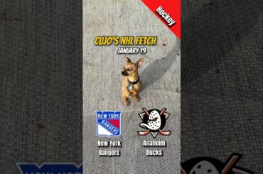 Cujo’s NHL Fetch | New York Rangers vs Anaheim Ducks 🏒 01-19-2026 #CujoCatches