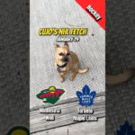Cujo’s NHL Fetch | Minnesota Wild vs Toronto Maple Leafs 🏒 01-19-2026 #CujoCatches