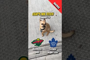 Cujo’s NHL Fetch | Minnesota Wild vs Toronto Maple Leafs 🏒 01-19-2026 #CujoCatches