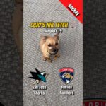 Cujo’s NHL Fetch | San Jose Sharks vs Florida Panthers 🏒 01-19-2026 #CujoCatches