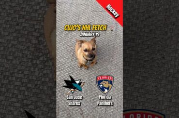 Cujo’s NHL Fetch | San Jose Sharks vs Florida Panthers 🏒 01-19-2026 #CujoCatches