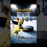 Cujo’s NHL Fetch | Golden Knights at Maple Leafs 🏒 01-23-2026 #CujoCatches