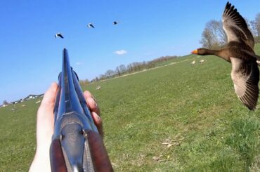 Hunting - Goose and wood pigeon