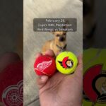 Cujo’s NHL PICKS | Detroit Red Wings vs Ottawa Senators 🐕 02-26-2026 #CujoCatches