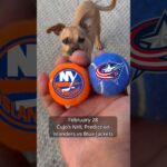 Cujo’s NHL Picks | New York Islanders vs Columbus Blue Jackets 🏒 02-28-2026 #CujoCatches