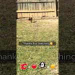 Cujo’s NHL Picks | Calgary Flames vs Anaheim Ducks 🏒 03-01-2026 #CujoCatches