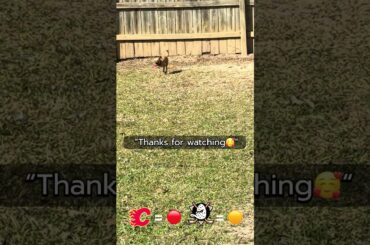 Cujo’s NHL Picks | Calgary Flames vs Anaheim Ducks 🏒 03-01-2026 #CujoCatches