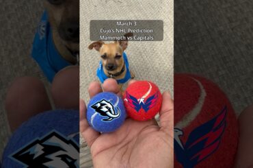 Cujo’s NHL Picks | Utah Mammoth vs Washington Capitals 🏒 03-03-2026 #CujoCatches