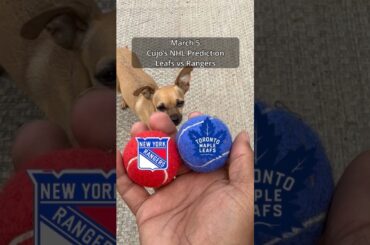 Cujo’s NHL Picks | Toronto Maple Leafs vs New York Rangers 🏒 03-05-2026 #CujoCatches