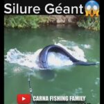 😱 Silure Géant 🎣 #fishing #fish #silure