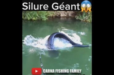 😱 Silure Géant 🎣 #fishing #fish #silure