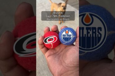 Cujo’s NHL Picks | Carolina Hurricanes vs Edmonton Oilers 🏒 03-06-2026 #CujoCatches