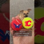 Cujo’s NHL Picks | Calgary Flames vs Washington Capitals 🏒 03-09-2026 #CujoCatches