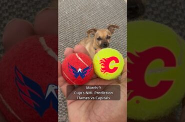 Cujo’s NHL Picks | Calgary Flames vs Washington Capitals 🏒 03-09-2026 #CujoCatches