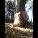 strongman vs tronco enterrado.